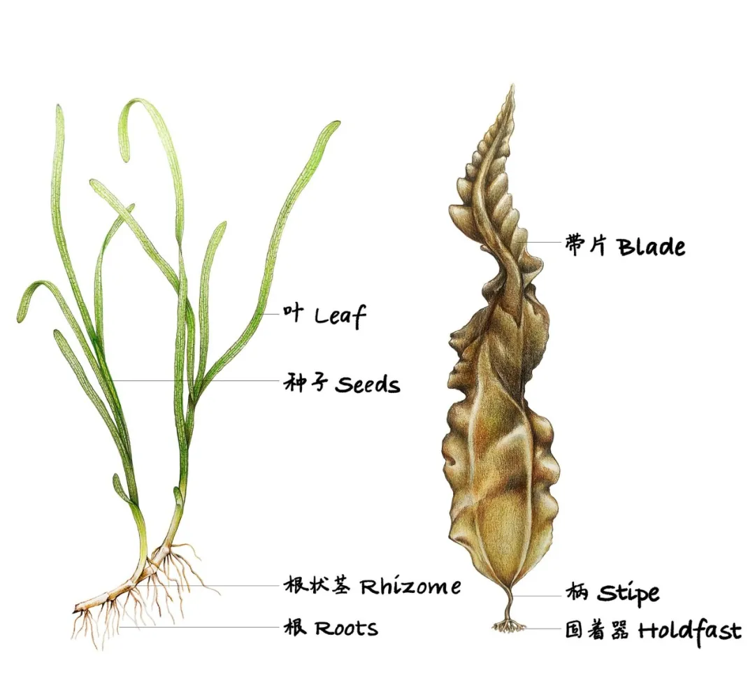 海草、海藻，傻傻分不清楚，重新认识“海洋之肺”