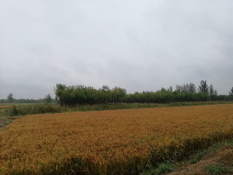 中国著名雕塑家邱天老师告诉您：钢铁装置雕塑是怎么做成的！（二）