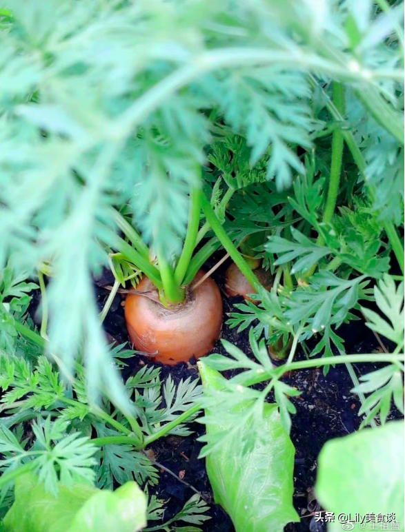王祖藍曬自家菜園，吸引10萬網友點贊，網友：嚮往的生活太美好了