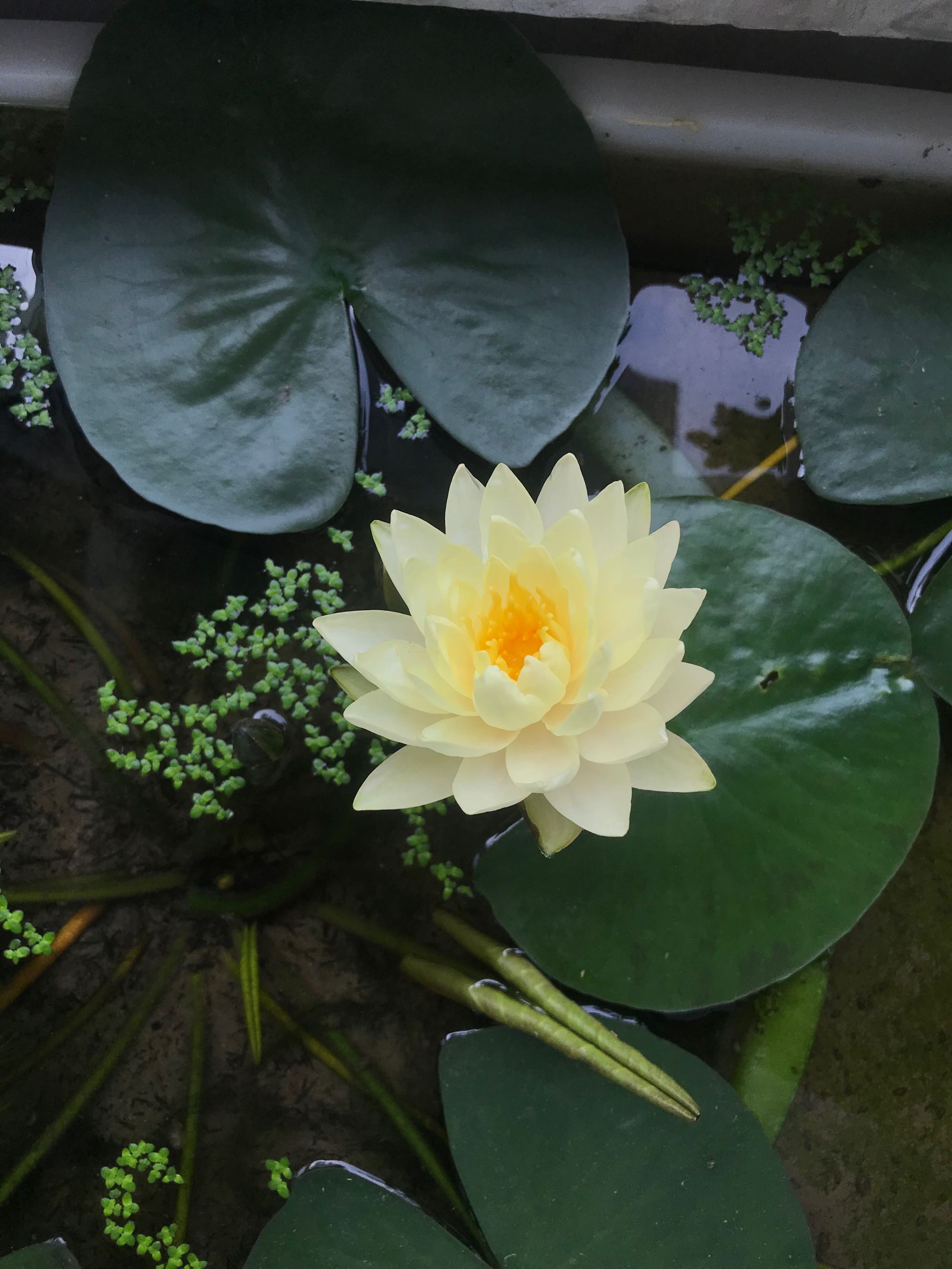 睡莲界的 劳模 艾肯斯 开花很勤奋 又美又仙 阳台也能种 资讯咖