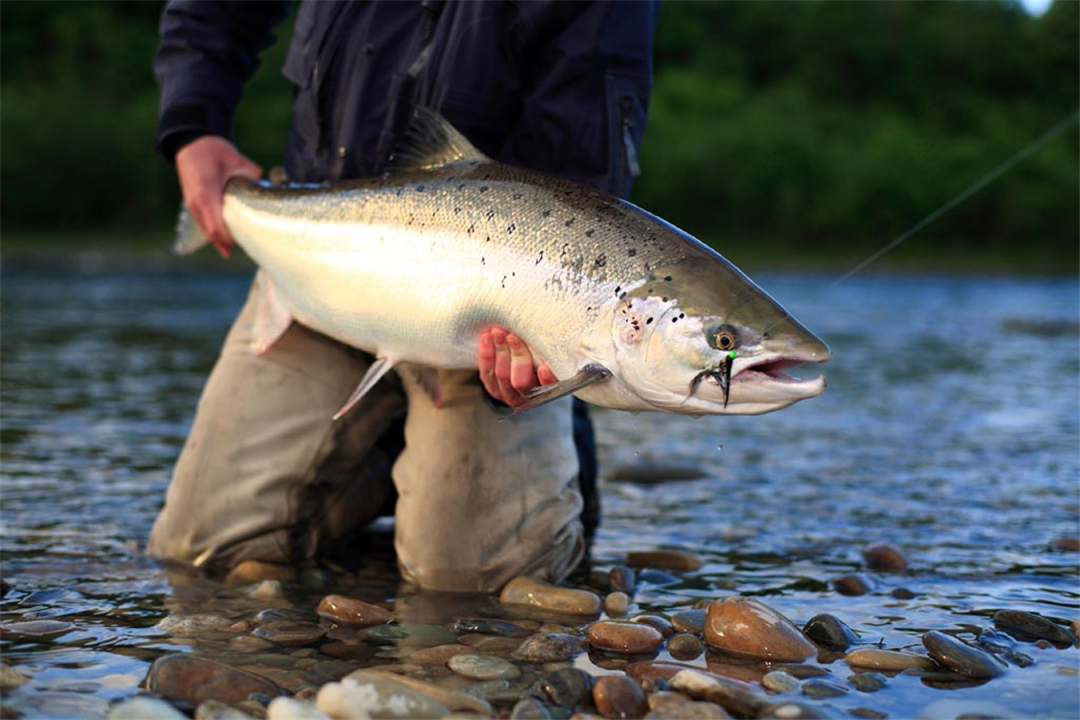 三文鱼又名大马哈鱼,鲑鱼,主要分布在大西洋与太平洋,北冰洋交界的