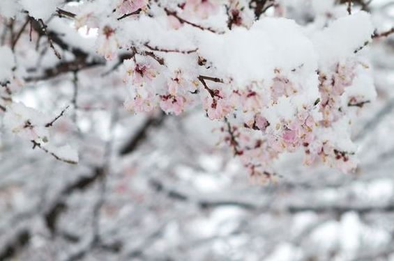 「诗词鉴赏」冬日有情还可爱，最美的冬日古诗词-第16张图片-诗句网