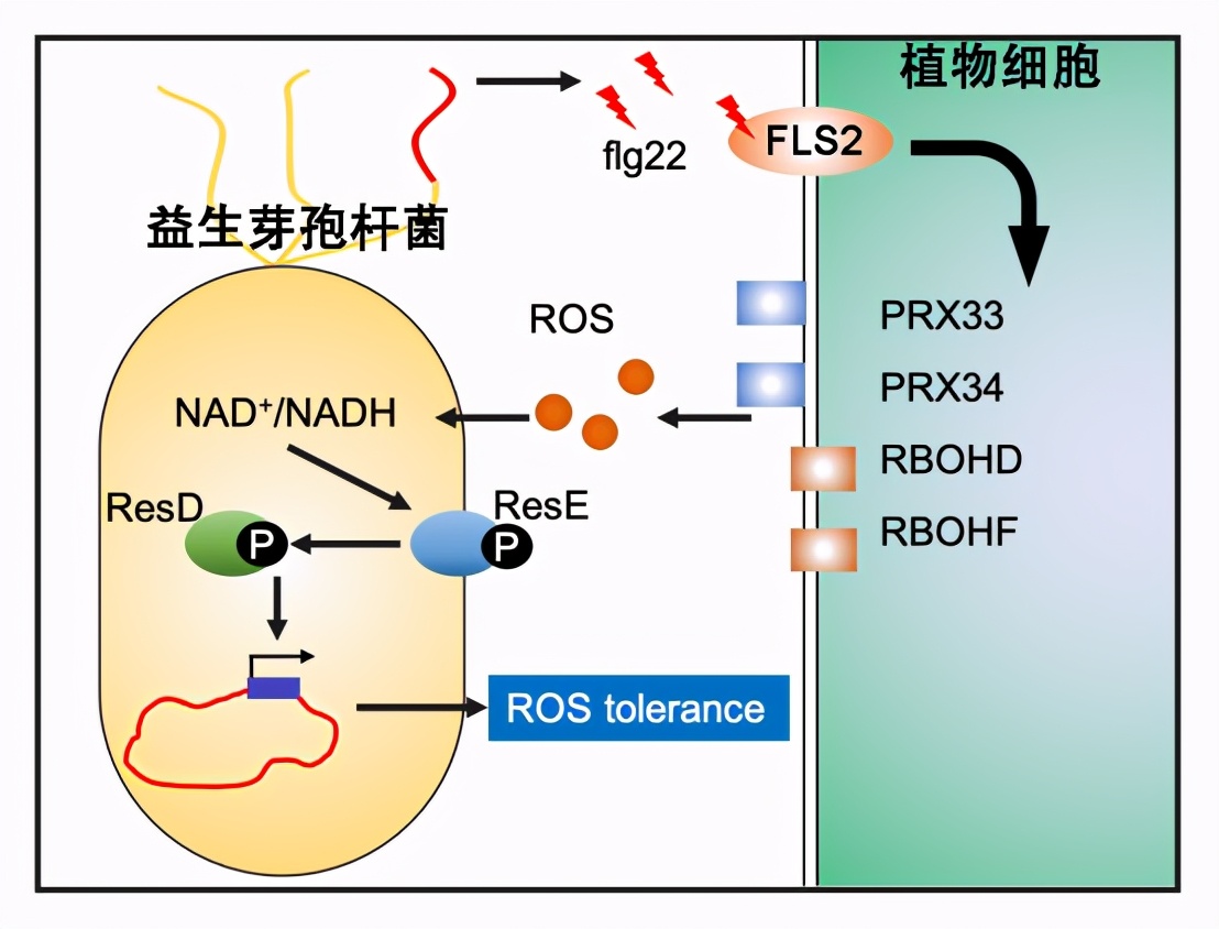 微生物肥料为何低效？科学家揭示原因