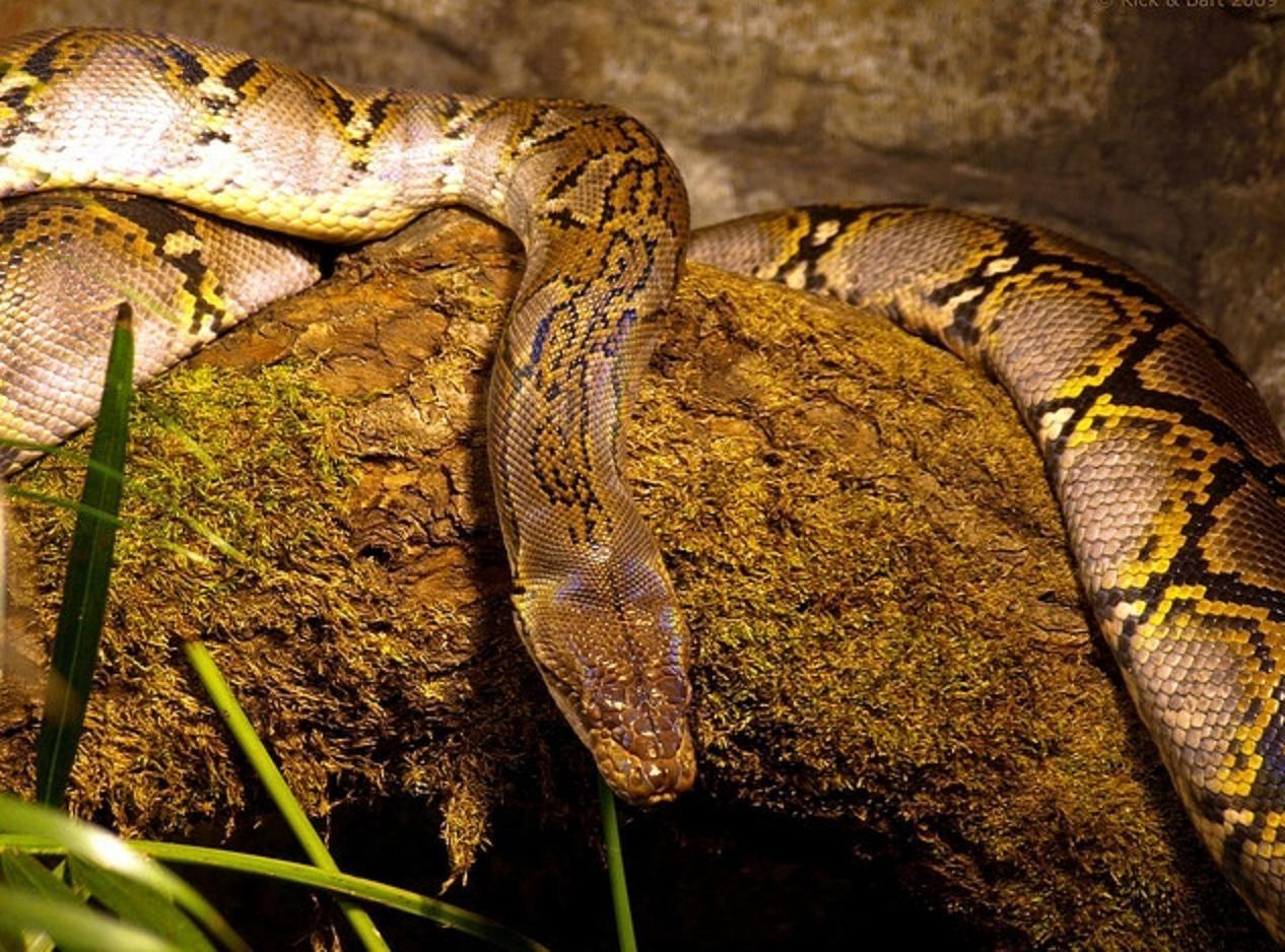Reticulated Python: the sturdy