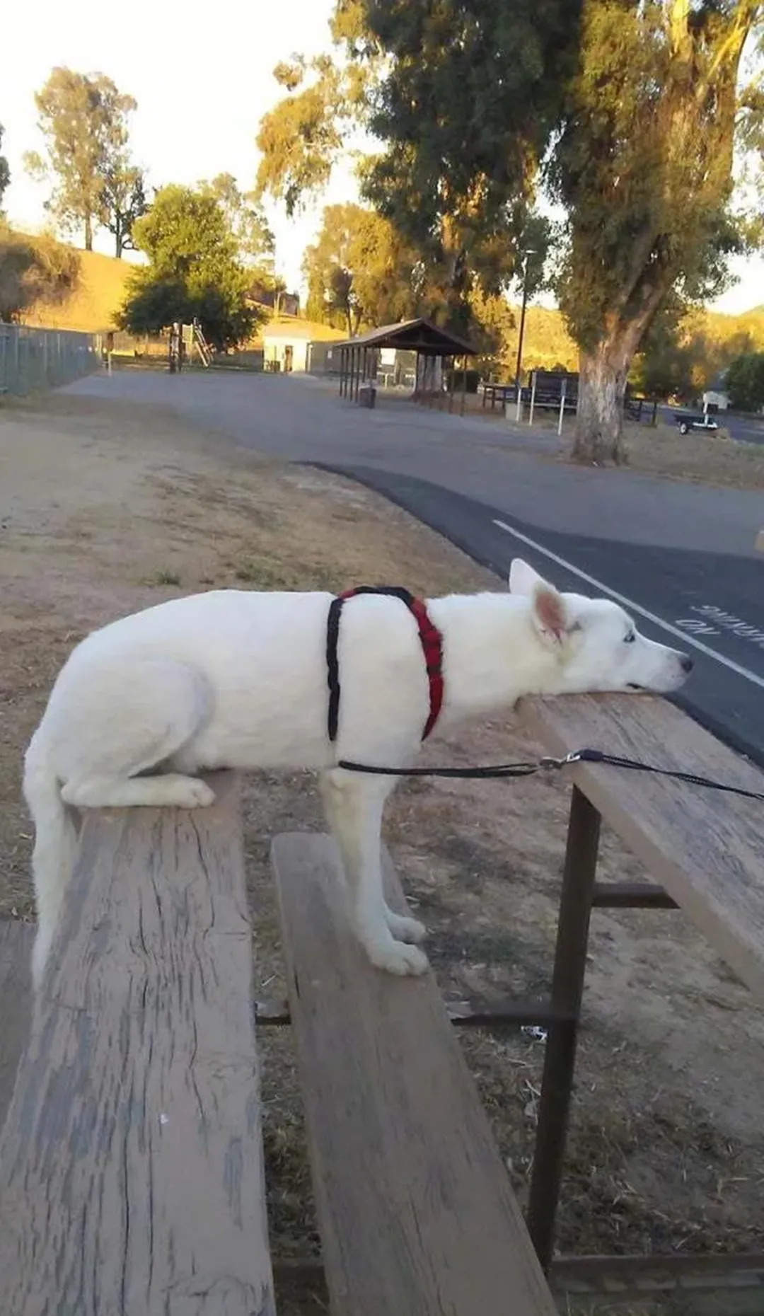 猫咪:抖音上你的身材和实际上你的身材,简直不能太现实