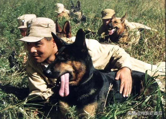 2.2分《犬王》为戏炸死功勋军犬,导演引起公愤遭网友打出超低分