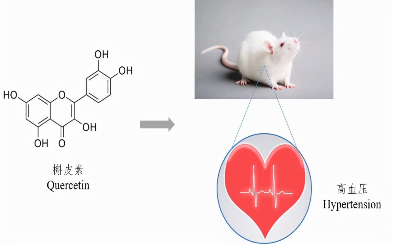 Effects of Quercetin on Blood Pressure, Intestinal Flora and