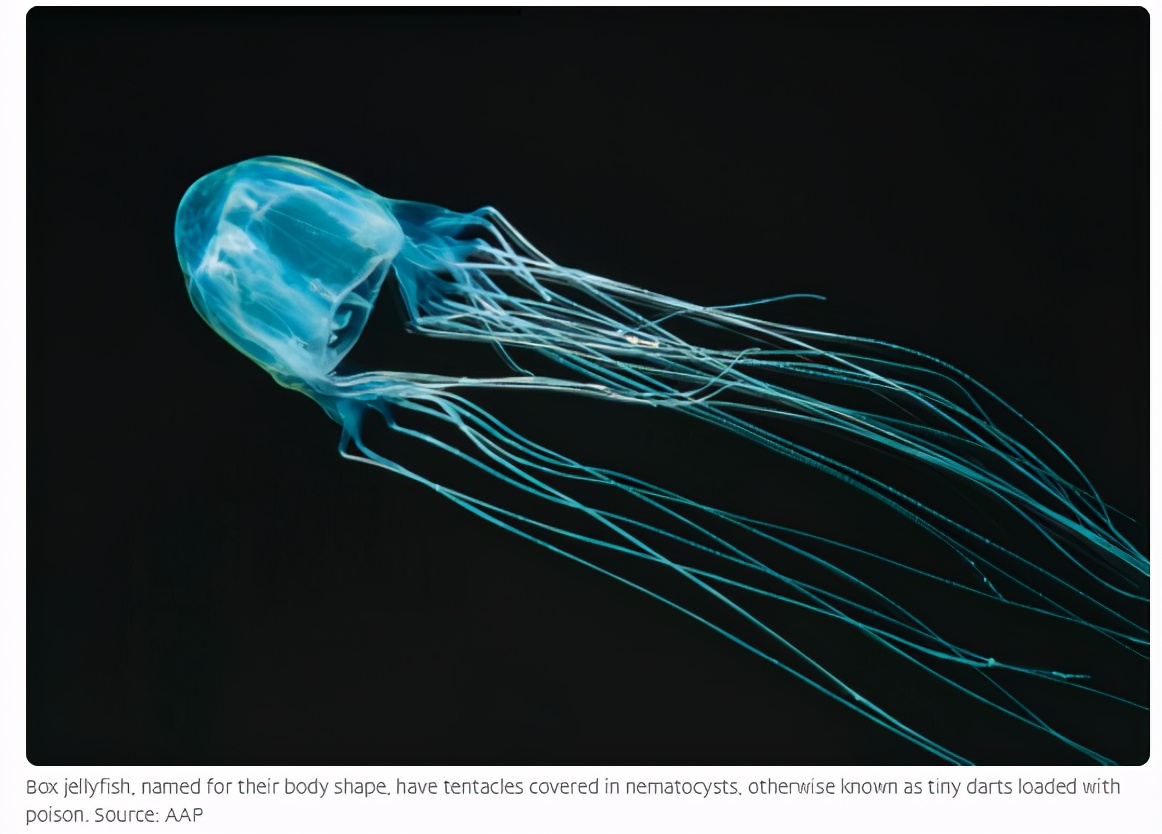 澳洲海滩出现全球最毒生物！一碰致命！已有1