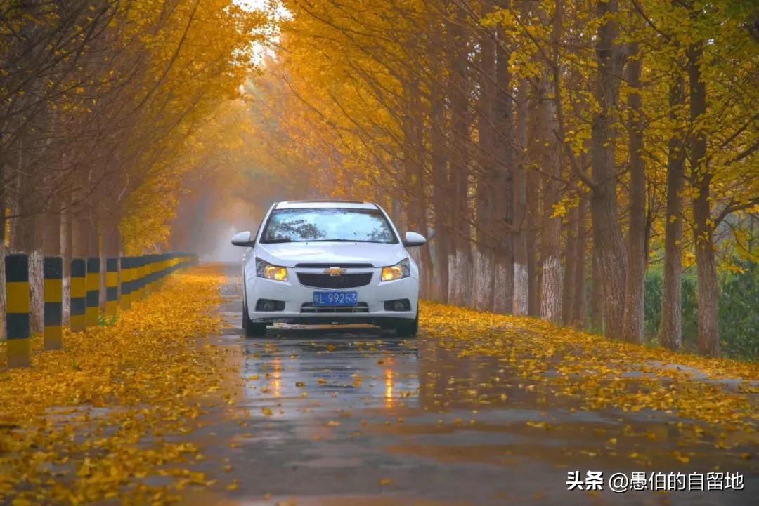 中国最美乡村“银杏时光隧道”，一个在徐州，一个在砀山的葛集镇