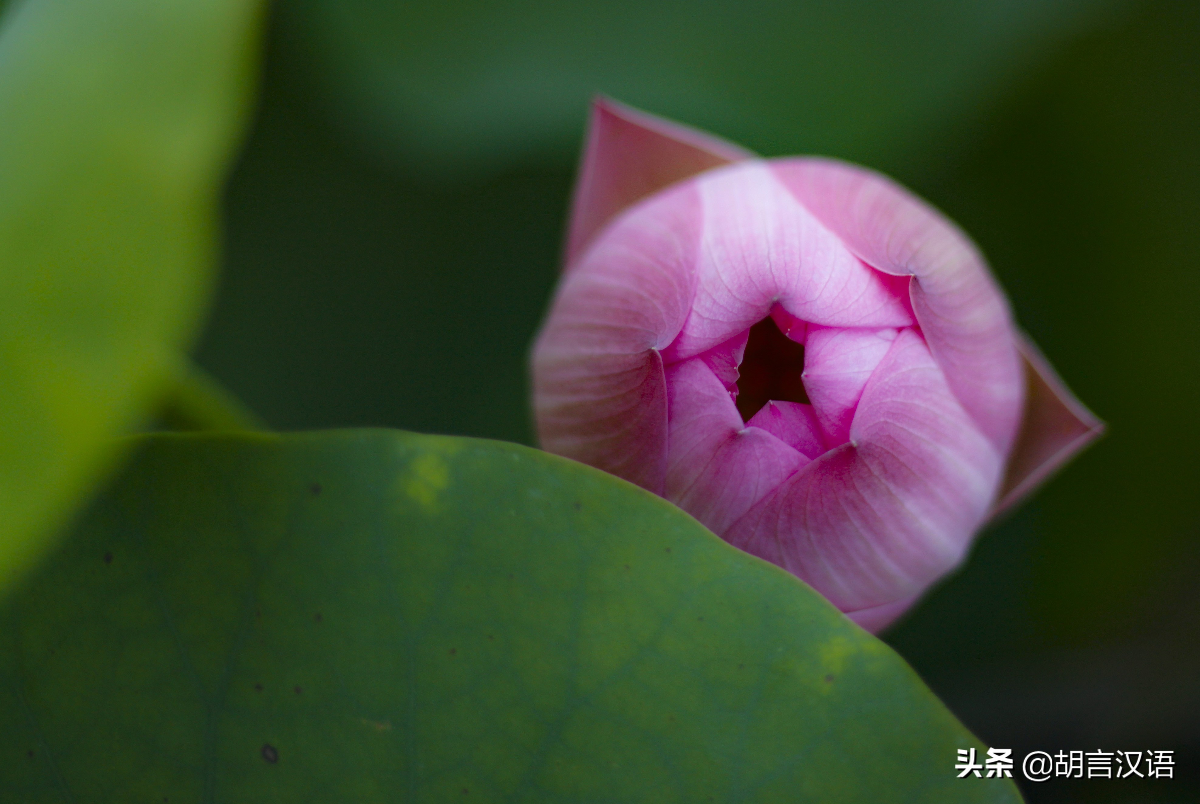 一花一世界，水中君子——荷花； 不染不妖的莲花；