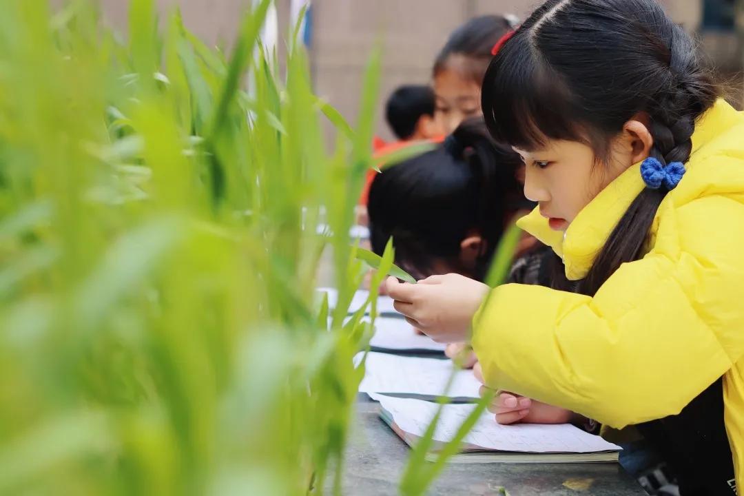 带上五官到校园里寻找春天——成都市华中附小大自然的语文课