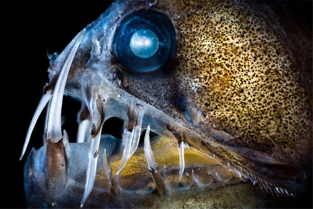 深海100000米以下生物，海底10000米是什么概念？图片