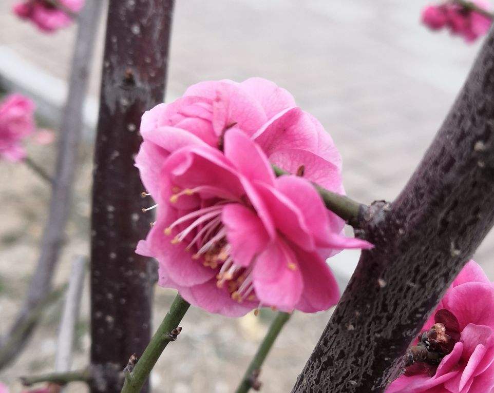 One kind of flower is called "Christmas Rose", it can bloom at minus 15