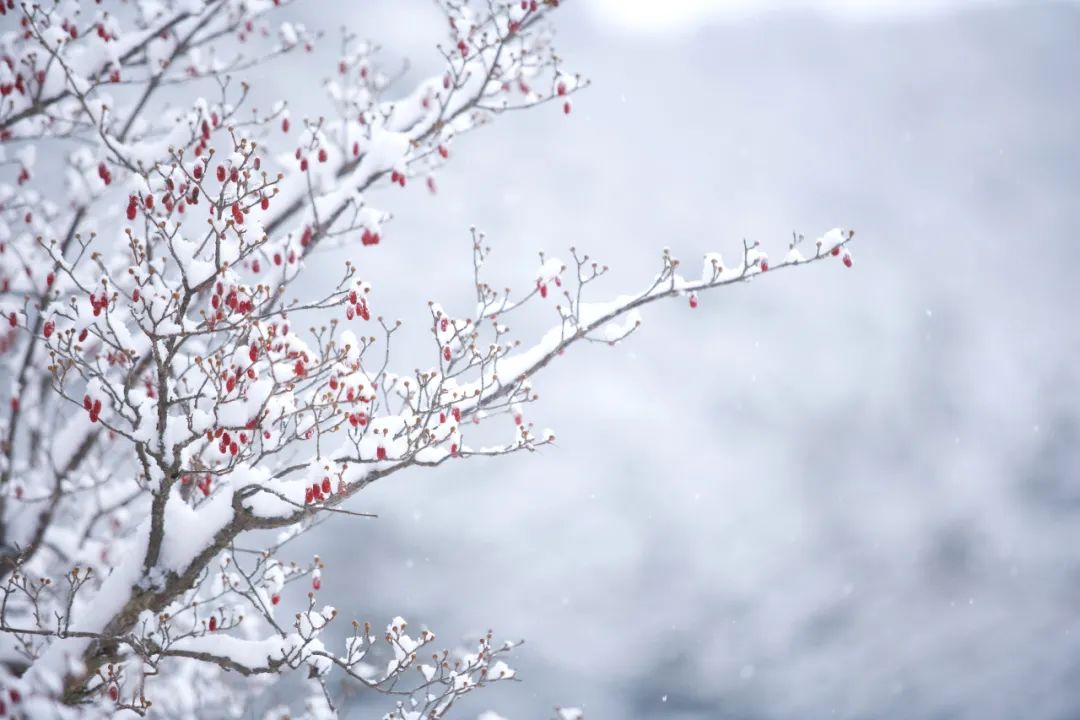 40位知名诗人，一人一句雪的诗词，治愈了整个冬天-第8张图片-诗句网