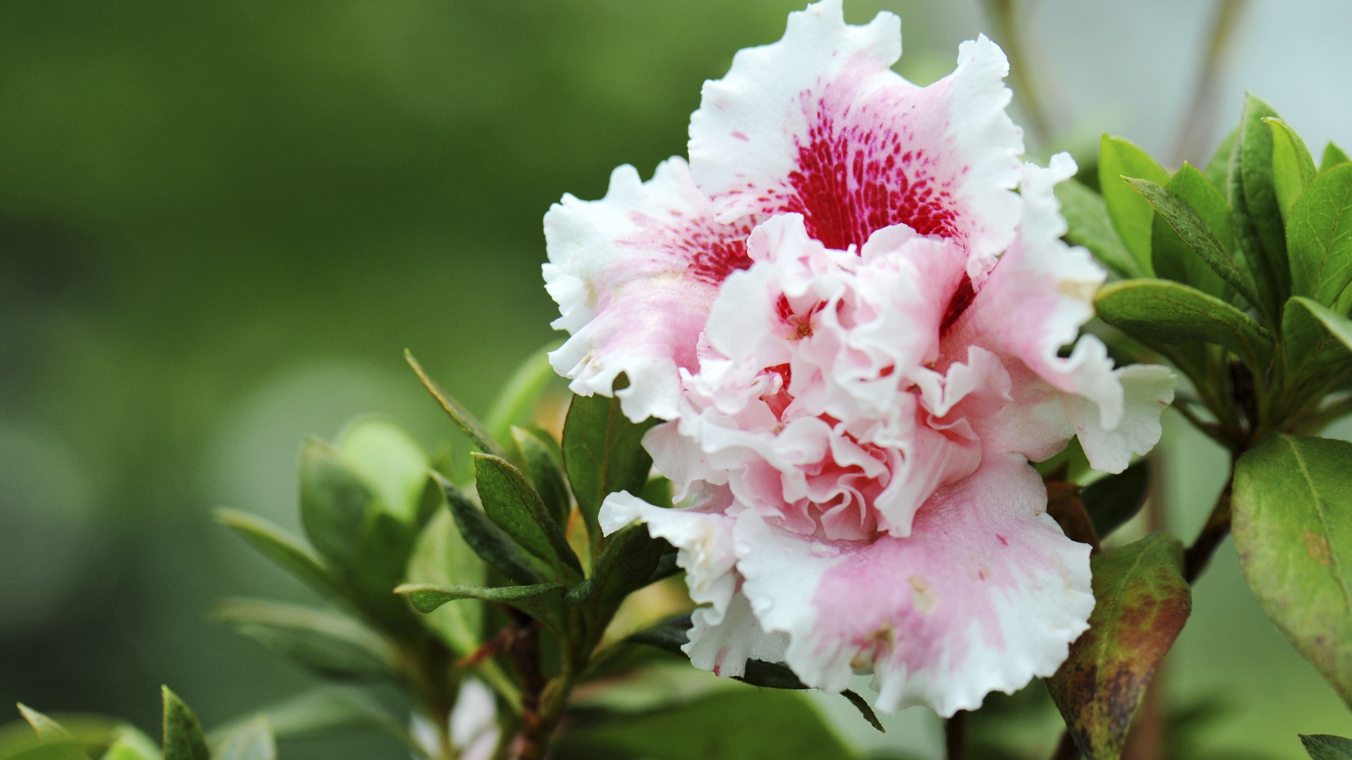 7月14日星座運勢 巨蟹公私分明 獅子全力以赴 雙魚大膽嘗試 資訊咖