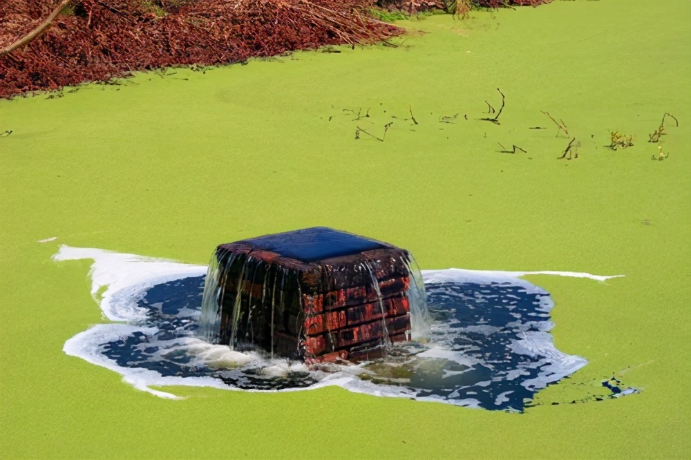 千岛湖的“绝地逢生”：二十年前鲢鳙激战蓝藻，如今被争相效仿