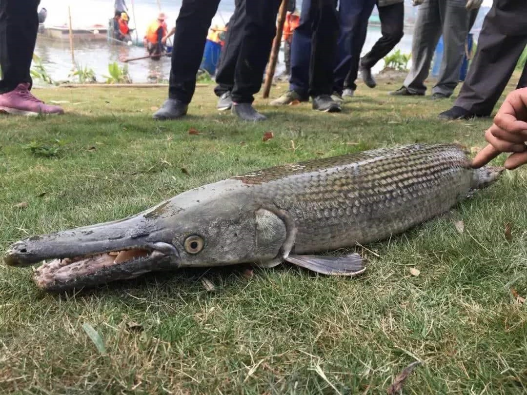 鳡鱼和鳄雀鳝都是霸主级的鱼种孰强孰弱呢