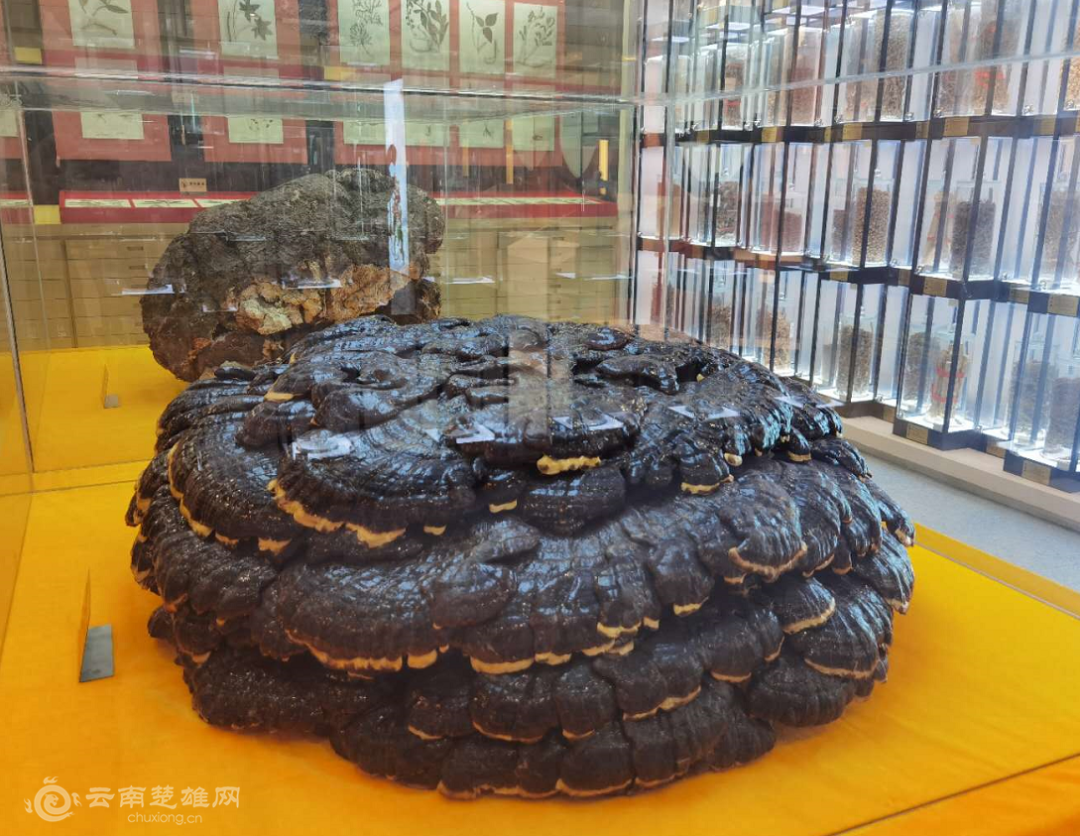 全国首个彝医药主题博览馆在楚雄州建成开馆