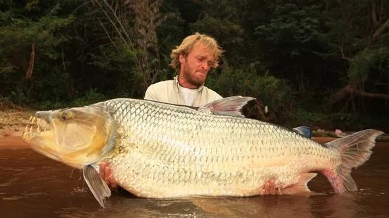 在河中讓鱷魚為之膽寒，在魚缸里受盡欺負，巨狗脂鯉為何要這樣？