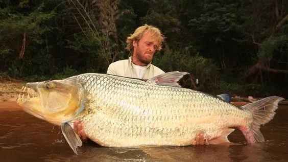 在河中讓鱷魚為之膽寒，在魚缸里受盡欺負(fù)，巨狗脂鯉為何要這樣？