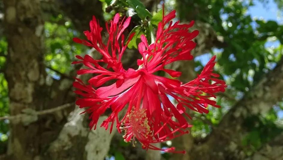 2020年發現的十大新物種