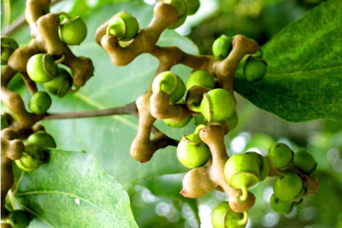 As a child, wild fruits were called 