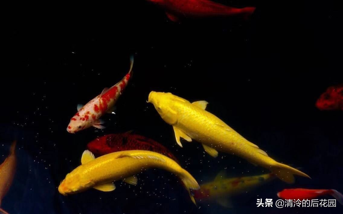 吉祥锦鲤,转好运.