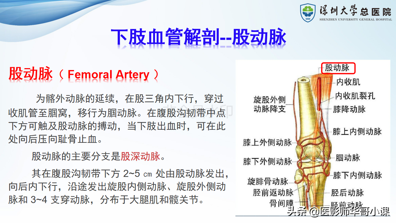 磁共振非增强双下肢血管MRA
