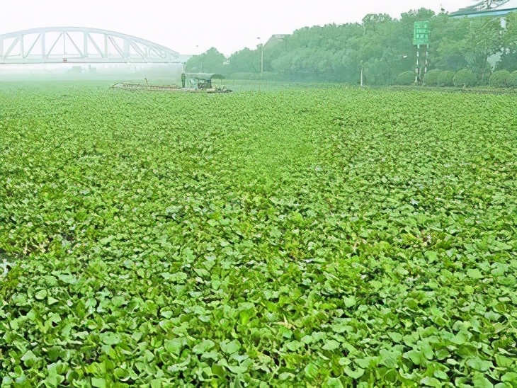 「动植物检疫」种苗出口小课堂