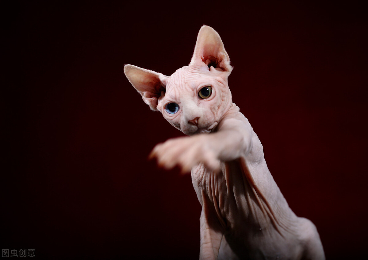 The most vengeful cats do not dare to offend him, for fear that he will