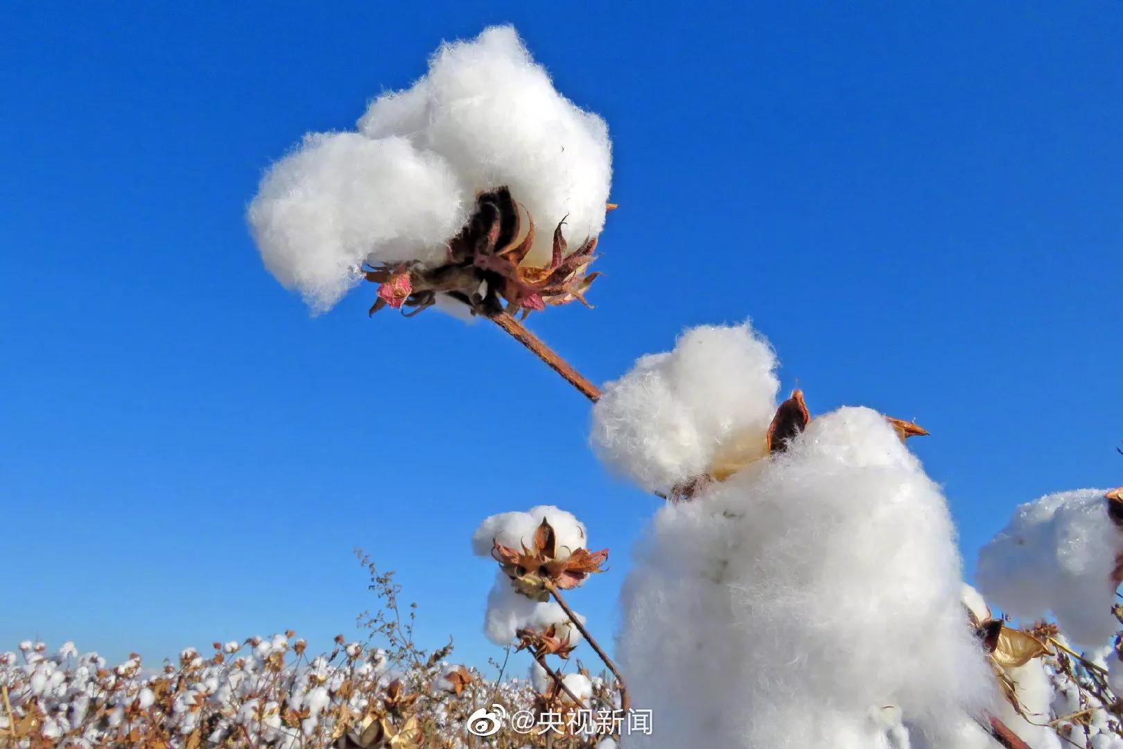 The cotton with snow-white Xinjiang
