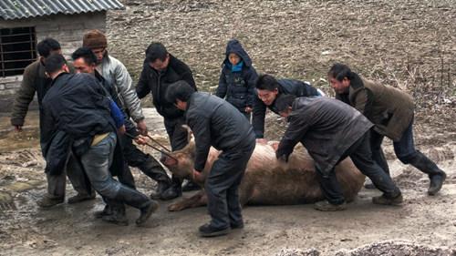 在农村过年时，杀猪是很常见的事，你们哪里呢