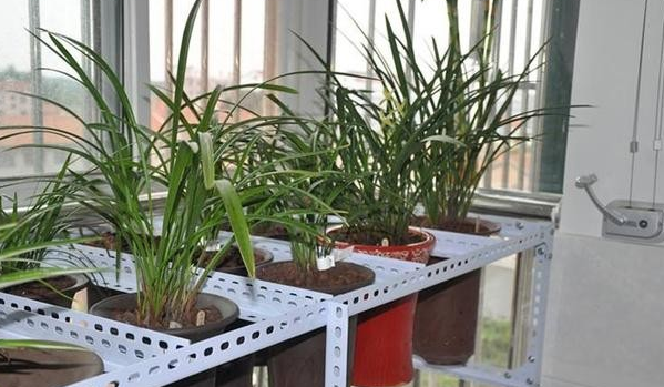 蝴蝶兰 君子兰 蟹爪兰 入冬后这样催花就好 Mp头条