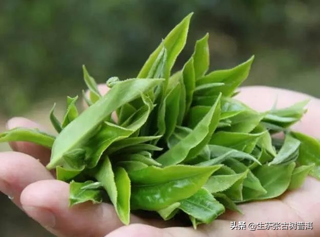 喝茶常識(shí)，總結(jié)茶友們對(duì)喝普洱茶有哪些誤區(qū)？