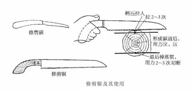 园林景观-乔木、灌木、藤本植物养护技术规范