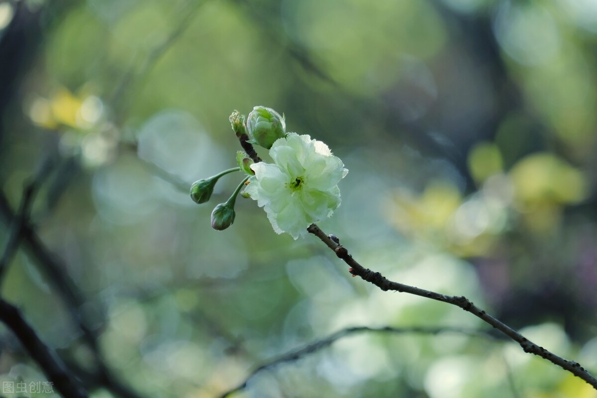 绿樱盛放 碧色如玉 资讯咖