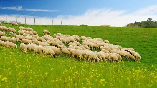 好哥们！蒙古赠送给中国三万只羊到了，将变成美味的羊肉送给湖北