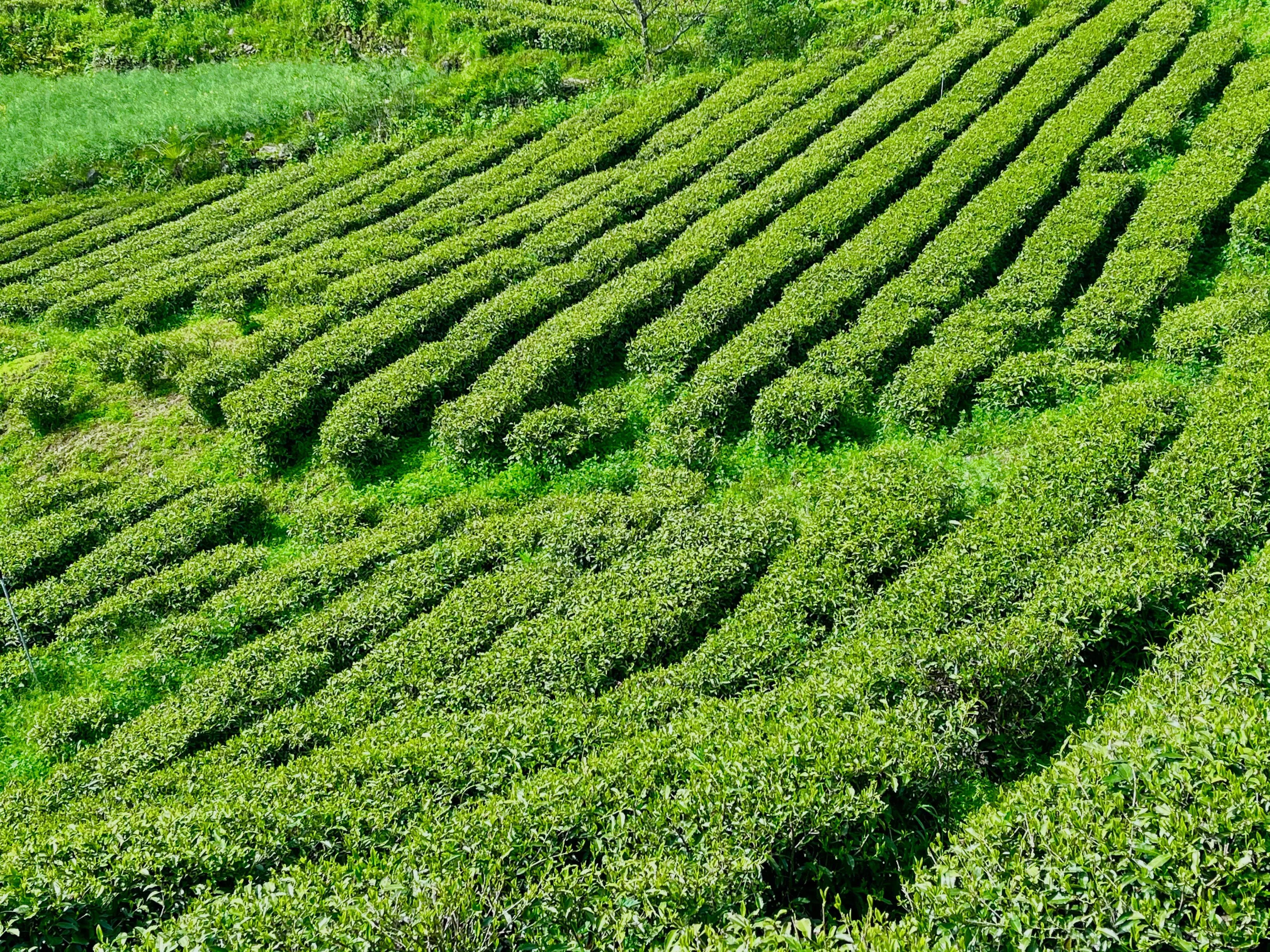 生態(tài)鎮(zhèn)巴，名茶之鄉(xiāng)，在鎮(zhèn)巴最美茶園采茶、品茗、觀(guān)云海