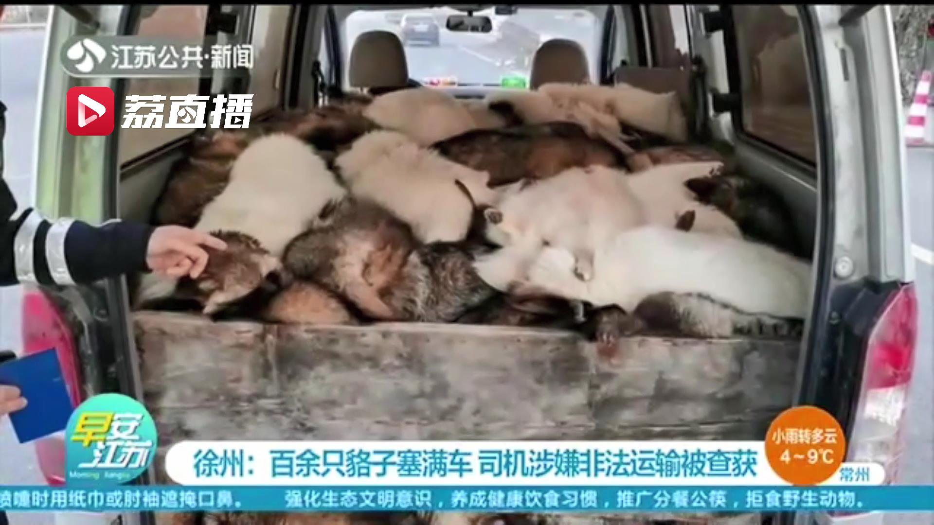 民警例行检查面包车 拉开后备厢门吓一跳 被百余只貉子塞满了