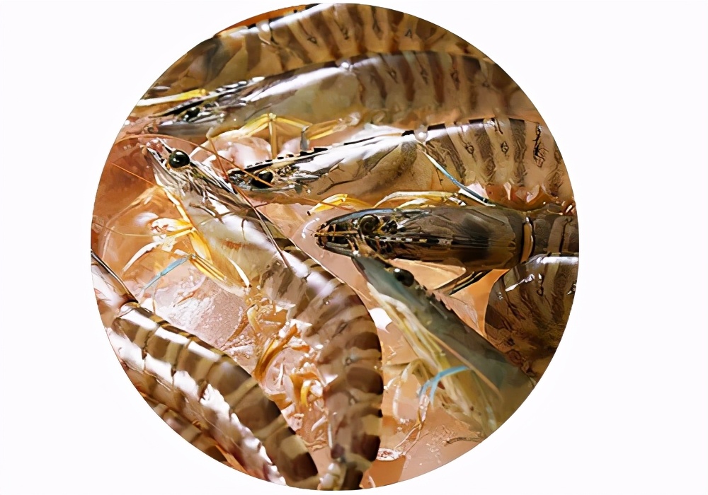 不同月齡的寶寶，怎么吃肉？肉類輔食添加攻略看這里