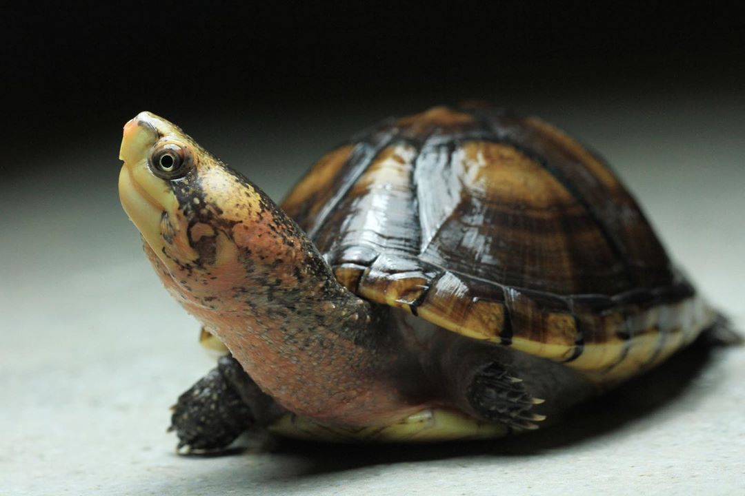 说说观赏龟中为数不多的可以合理合法饲养的品种
