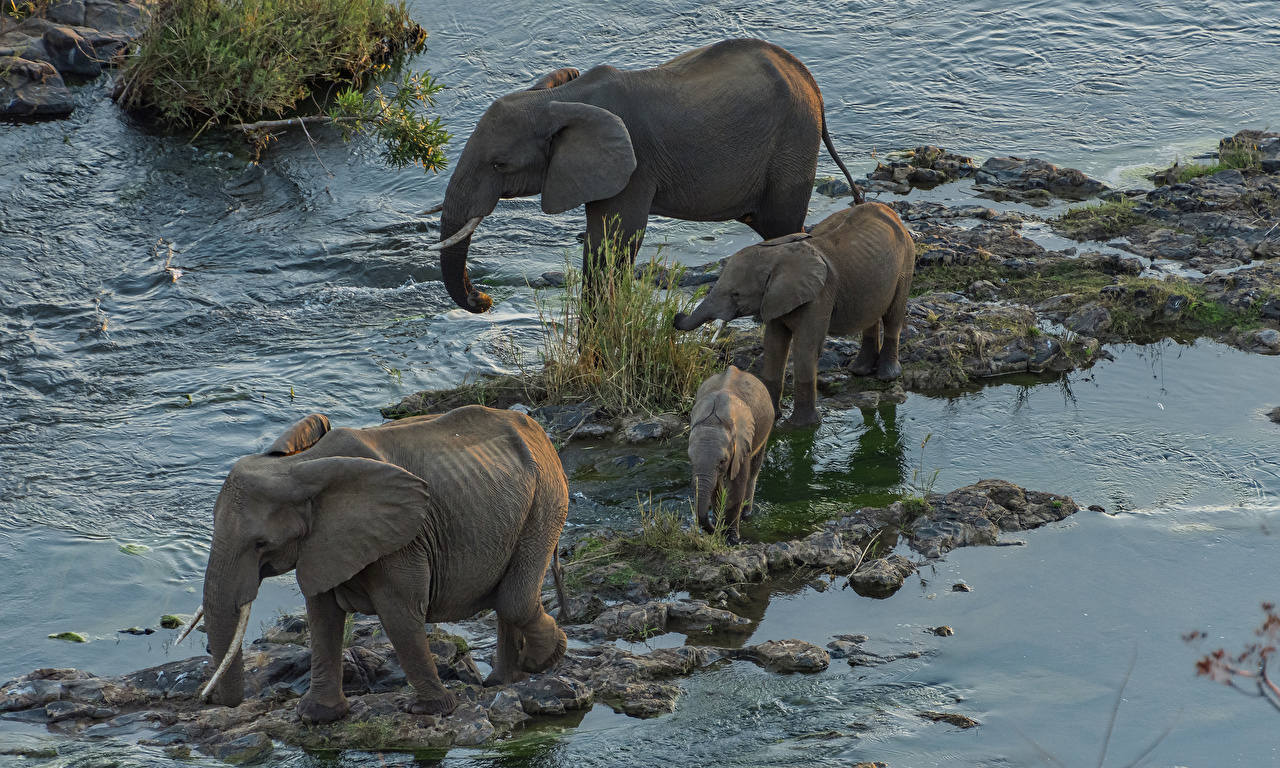 Animals drink turbid and dirty water directly, why don't they feel
