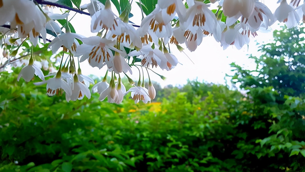 威海荣成玉玲花开连成海伟德山下尽芳菲