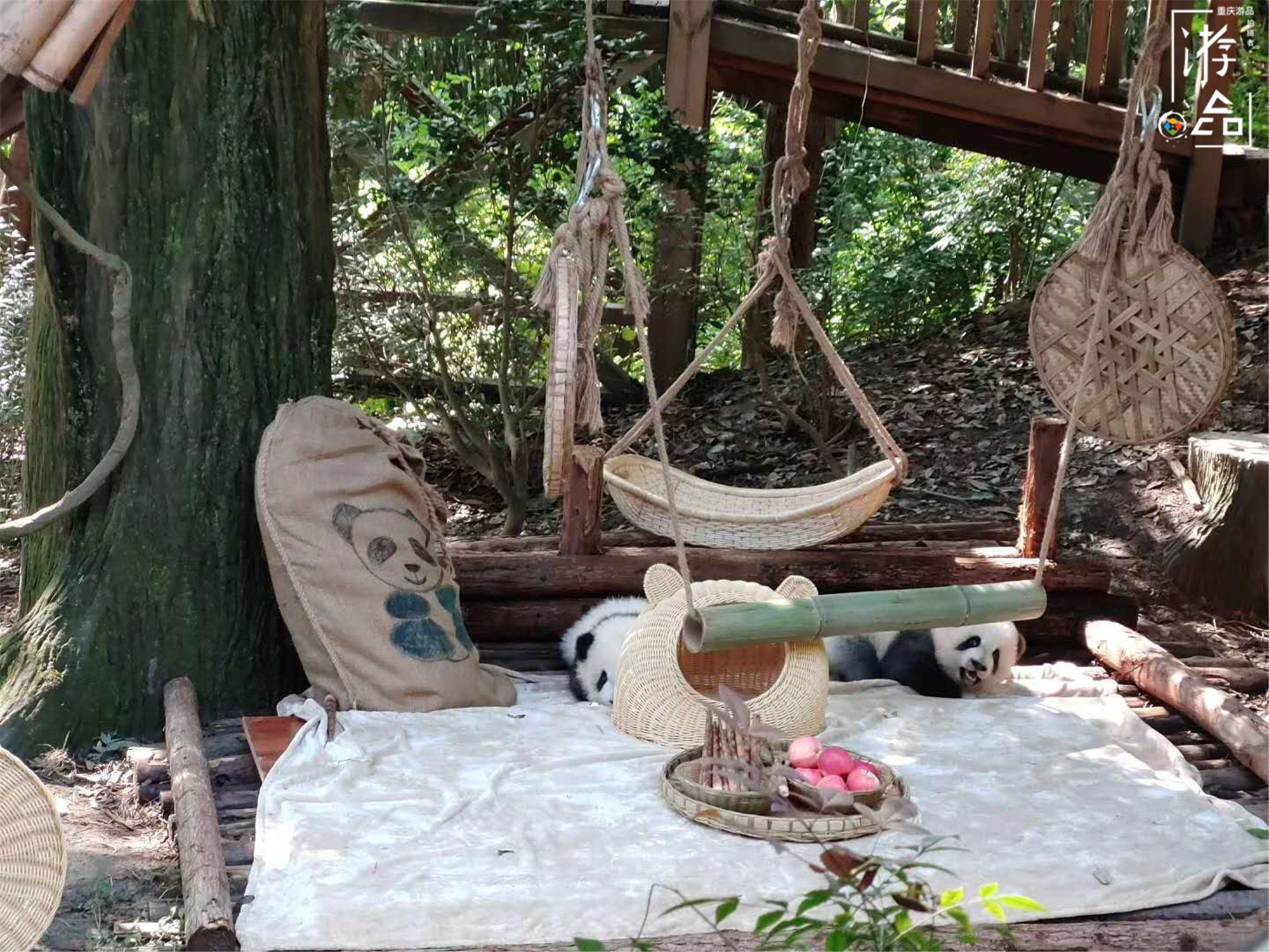 重庆就有大熊猫为何还要去成都看？数量更多规模更大，可爱爆表