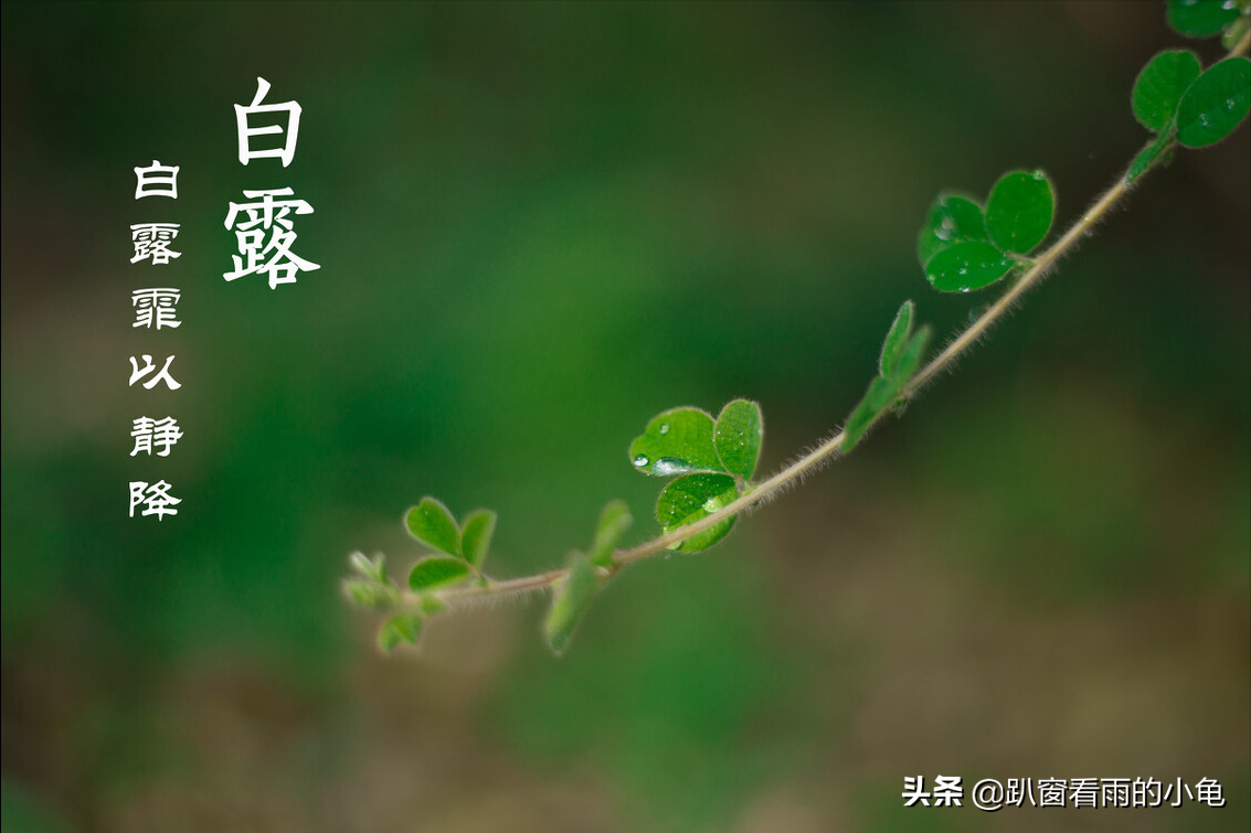 白露将至，饮食讲究“5多吃1少吃”，少生病，为秋冬健康打基础
