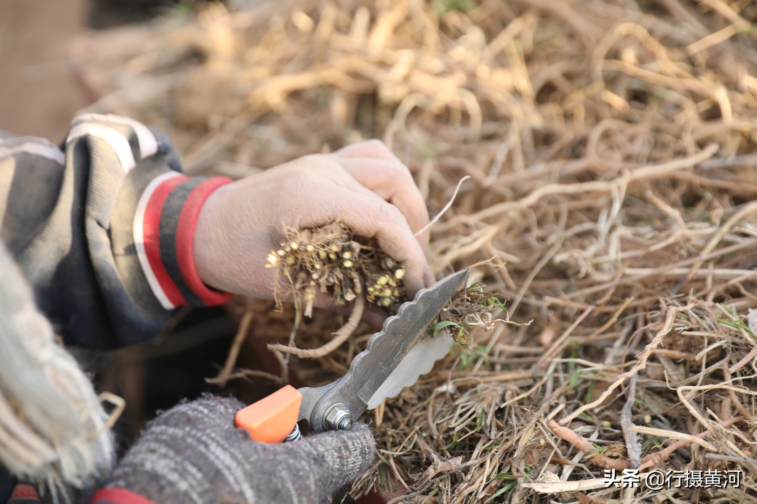 山西1群妇女聚在墙角干无本生意，冠军1天能挣100元，干的啥