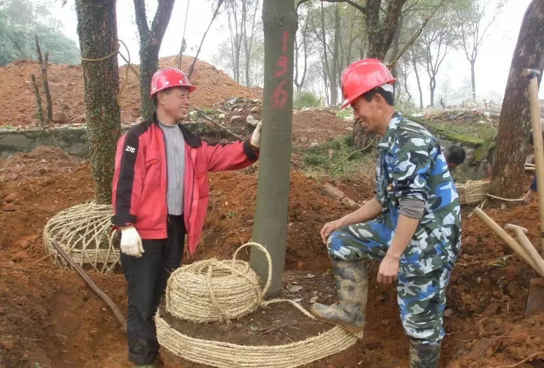 园林植物栽植养护十八问（实用技术要点）