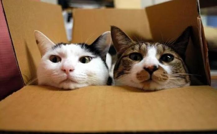 那些提议我养u201c公猫u201d的人，可把我害惨了- 资讯咖