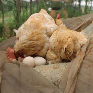 如何快速判别「绝产鸡」？减少饲料浪费