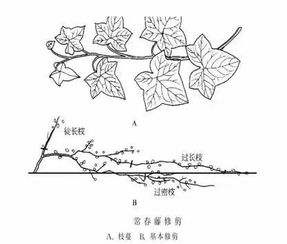 园林景观-乔木、灌木、藤本植物养护技术规范